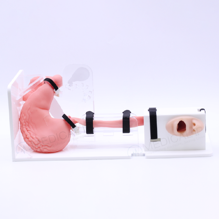 ERCP 3D打印仿真训练模型;人工智能与机器人产业平台智能产品